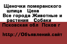 Щеночки померанского шпица › Цена ­ 25 000 - Все города Животные и растения » Собаки   . Псковская обл.,Псков г.